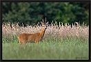 ree _MG_0358